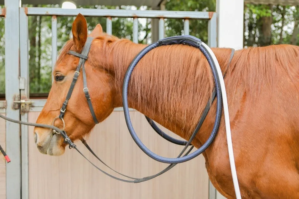 PEMF machine for horse treatment PEMF machine for horse treatment